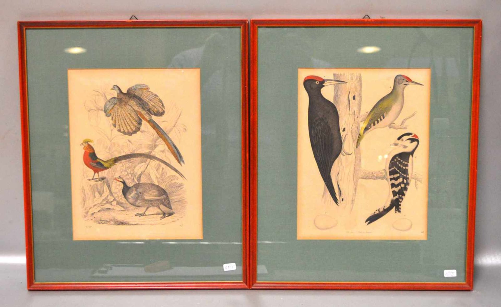 Zwei Lithographien Vögel, teilweise coloriert, im Passepartout, im roten Rahmen, 32 X 39 cm, 19.