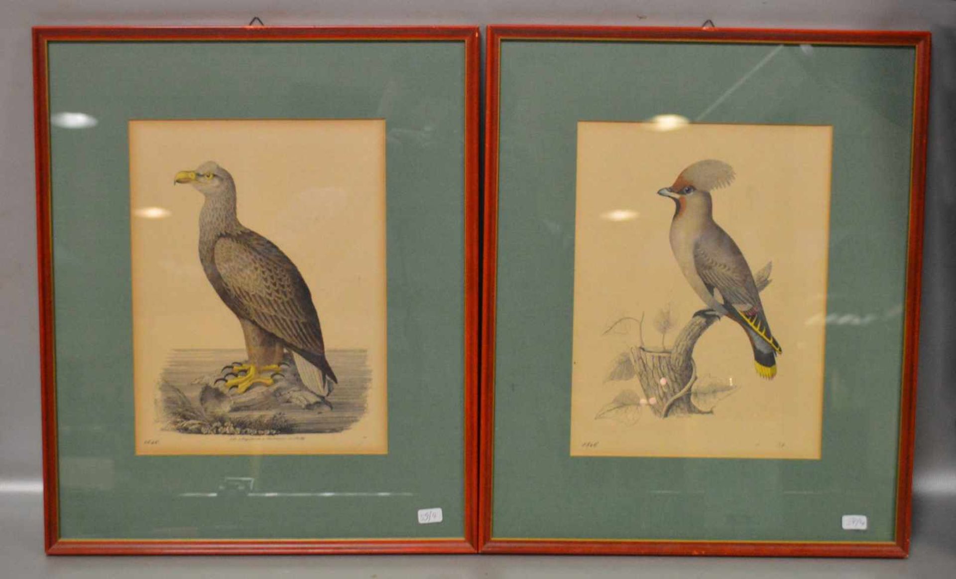 Zwei Lithographien Vögel, coloriert, im Passepartout, im roten Rahmen, 32 X 39 cm, 19. Jh.