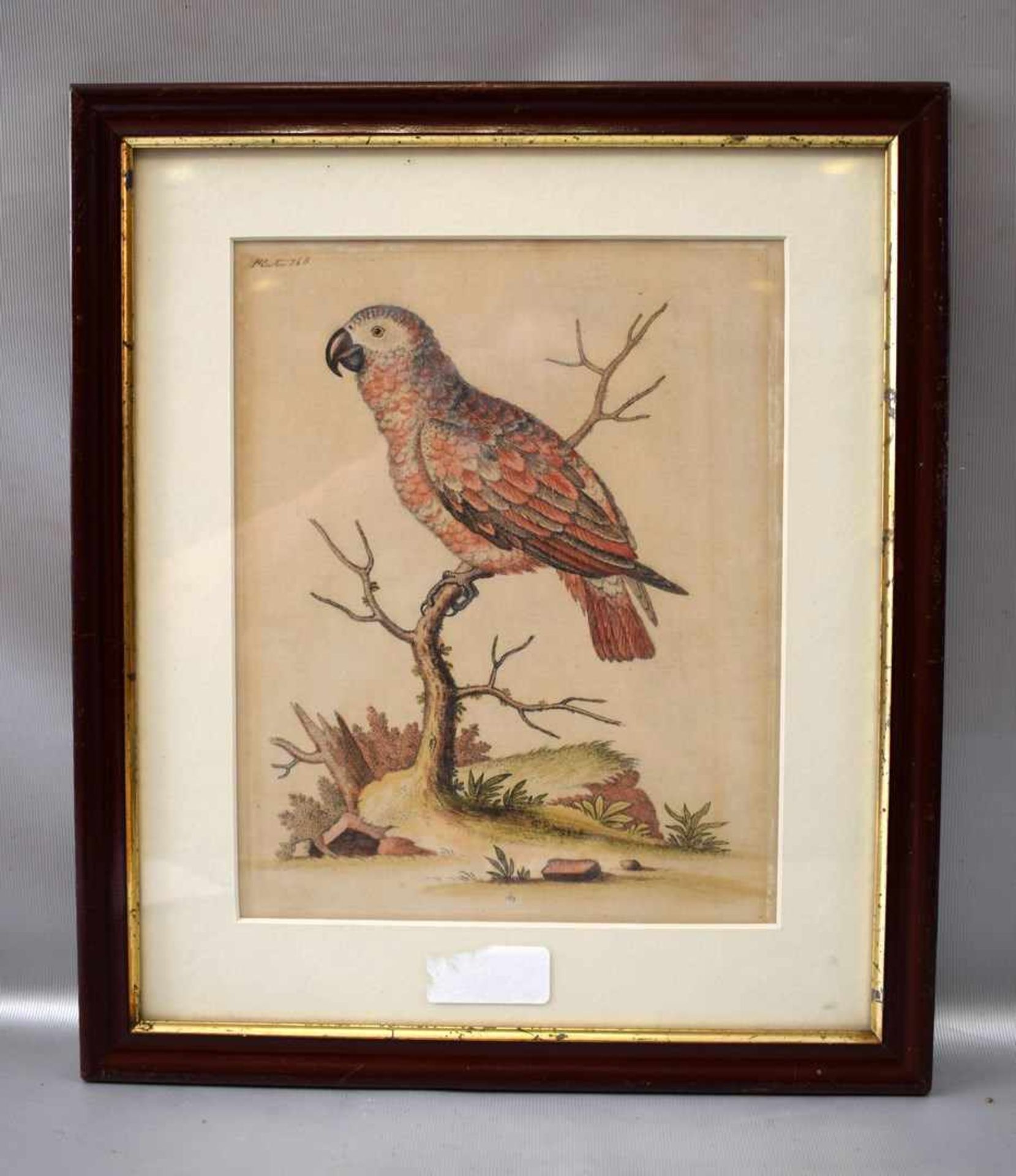 Stahlstich Vogel auf Ast sitzend, coloriert, im Rahmen, 31 X 36 cm, um 1800