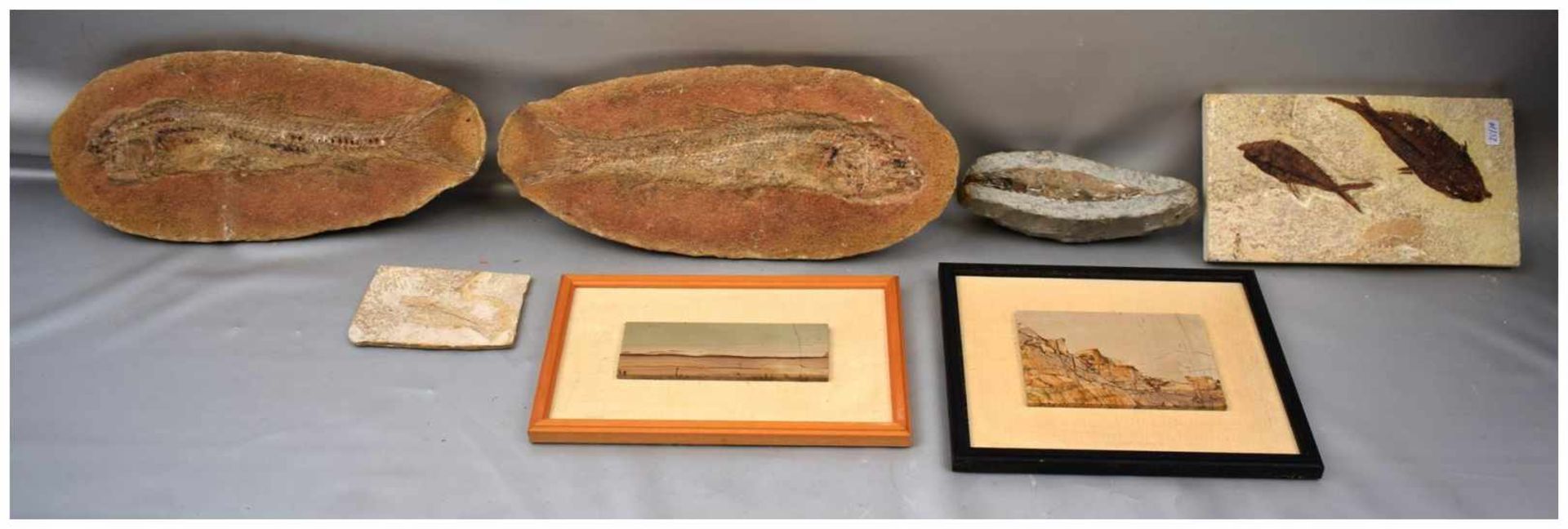 Sieben Versteinerungen Fische und andere Tiere, verschiedene Größen, mehrere Millionen Jahre alt