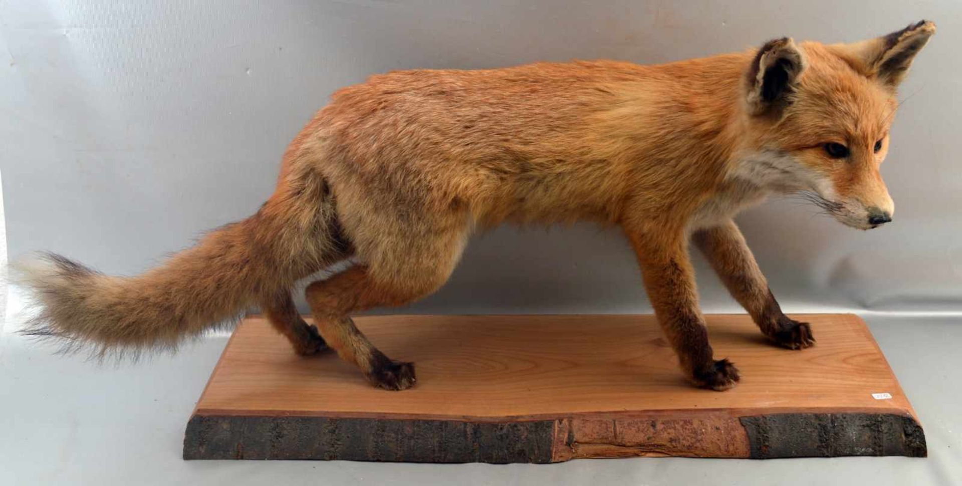 Fuchs präpariert, auf Holzbrett, H 40 cm, L 75 cm