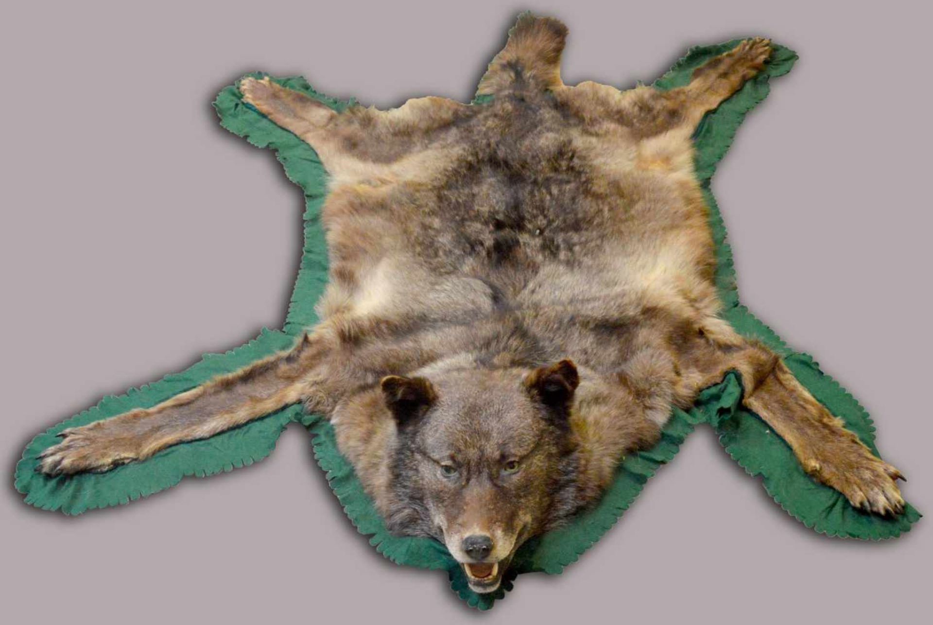 Wolfsfell präpariert, 195 X 160 cm, mit Kopf