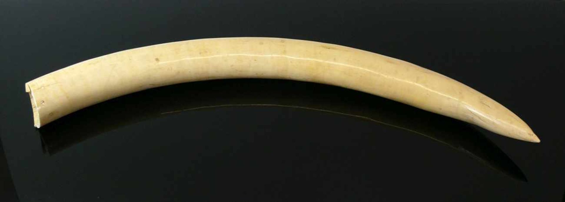 Elfenbein-Stoßzahn nicht beschnitzt; L: ca. 79,5 cm; 3,95 Kilo; CITES-Bescheinigung DE-189/13 vom