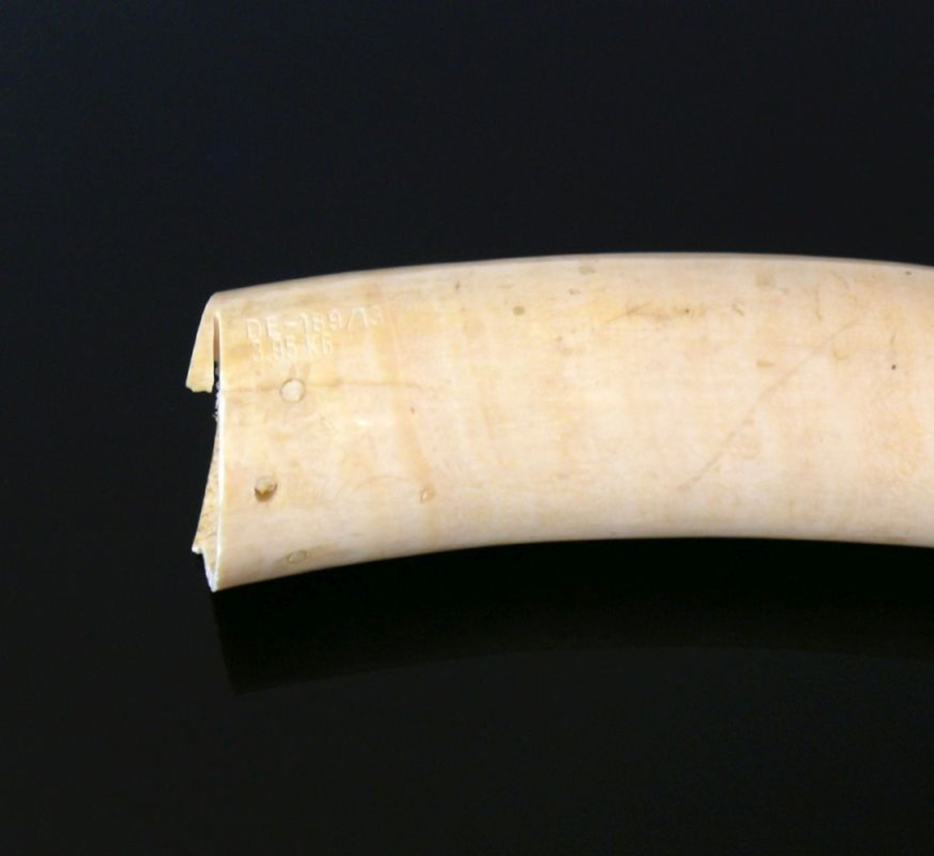 Elfenbein-Stoßzahn nicht beschnitzt; L: ca. 79,5 cm; 3,95 Kilo; CITES-Bescheinigung DE-189/13 vom - Bild 2 aus 2