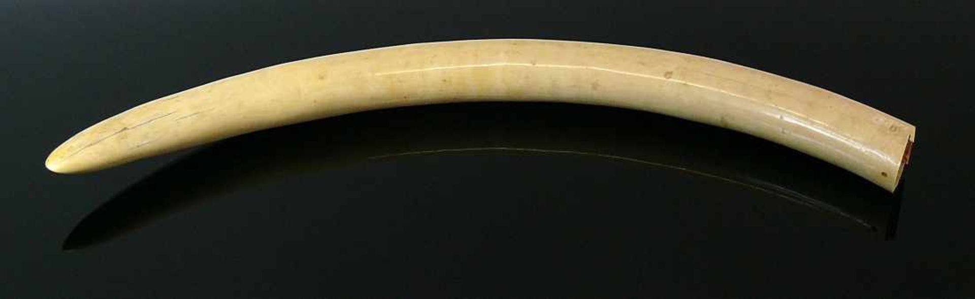 Elfenbein-Stoßzahn nicht beschnitzt; L: ca. 83,9 cm; 3,70 Kilo; CITES-Bescheinigung DE-190/13 vom