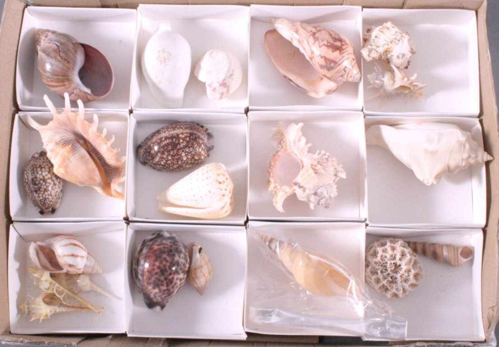 Muschelsammlung KaribikFast 100 verschiedene Muscheln, dabei auch seltene, Längejeweils von ca. 2, - Bild 3 aus 3