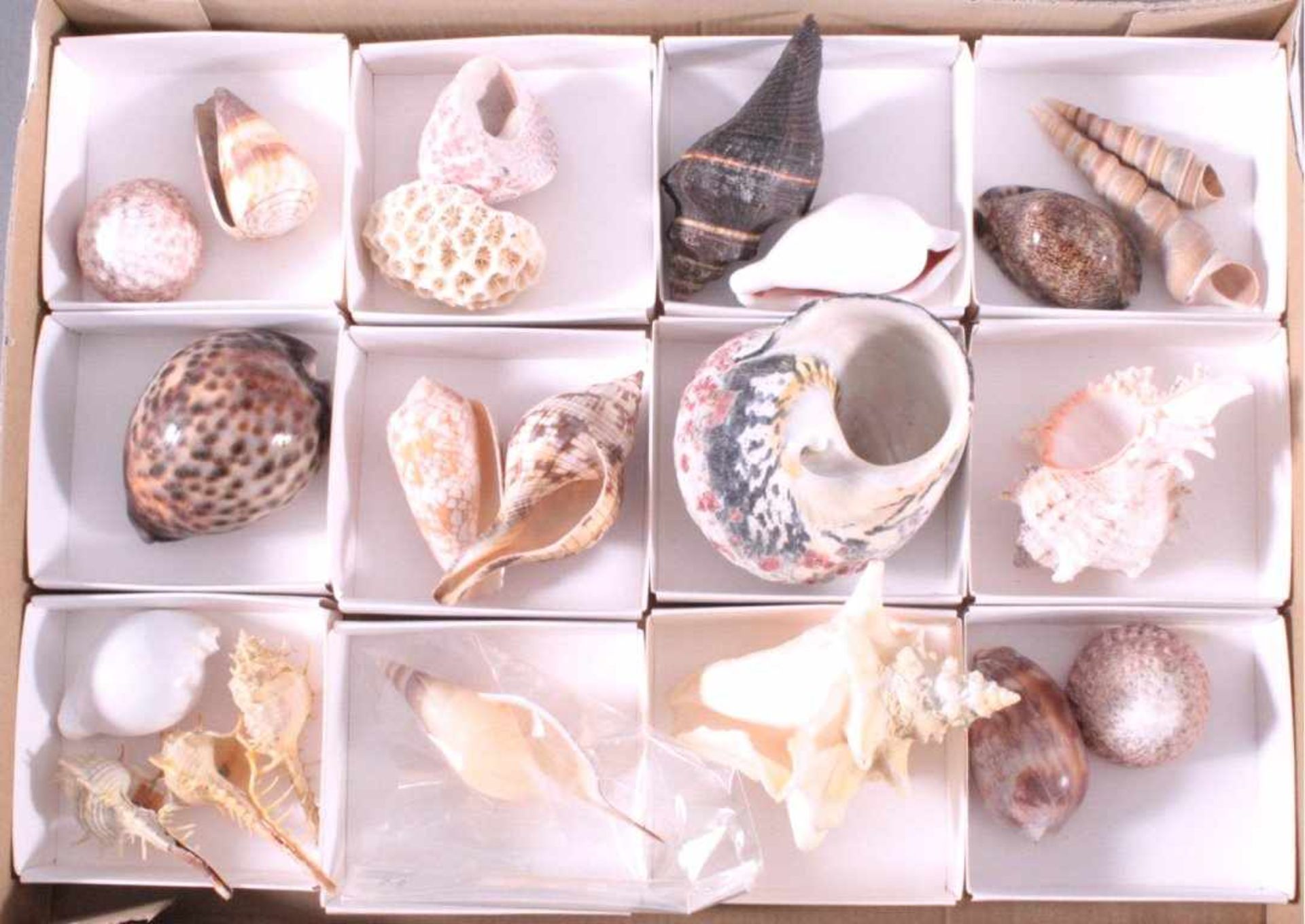 Muschelsammlung KaribikFast 100 verschiedene Muscheln, dabei auch seltene, Längejeweils von ca. 2, - Bild 2 aus 3