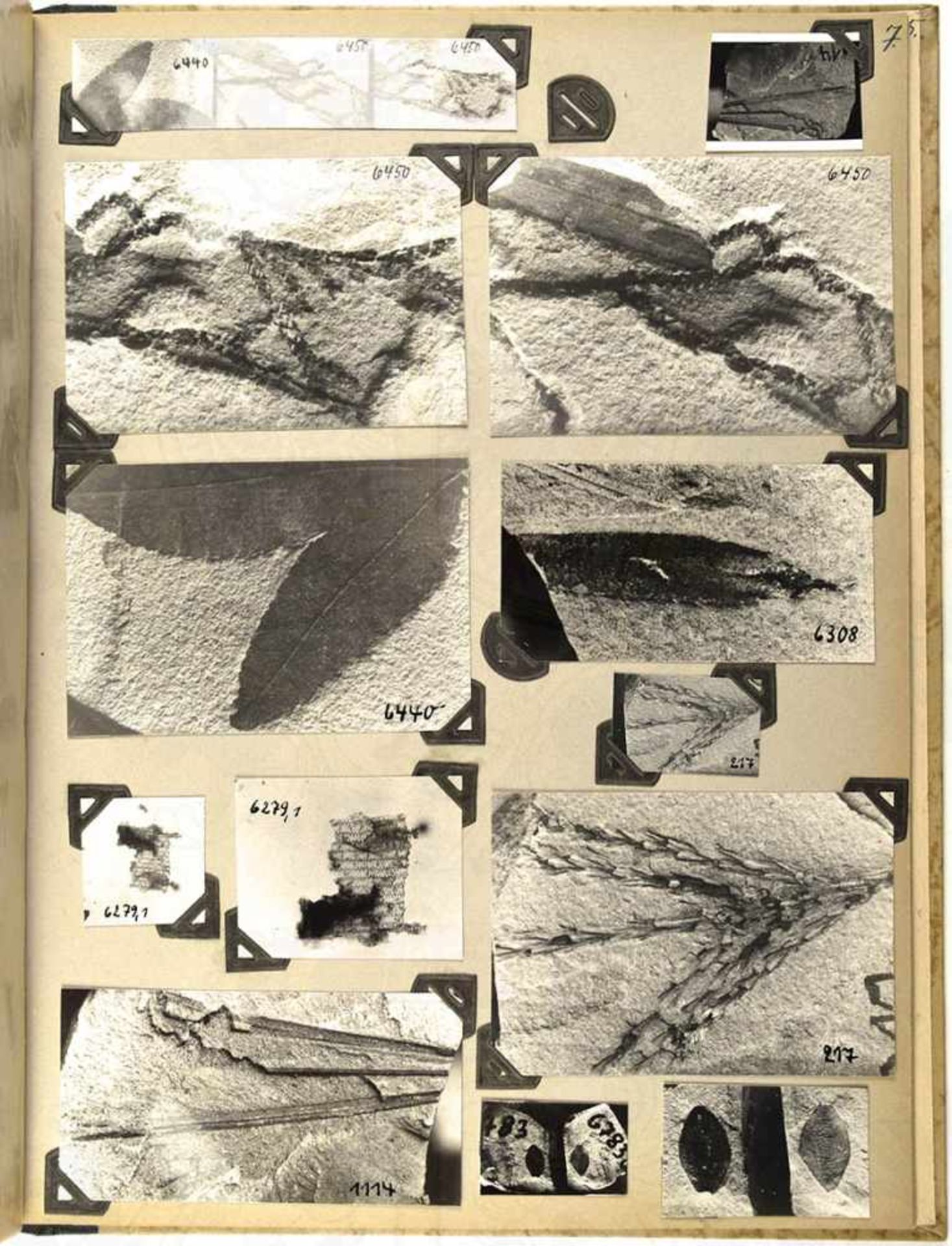 3 FOTOALBEN, ca. 200 s/w Aufnahmen von präparierten Pflanzen-Fossilien, meist 9x13 cm, um 1950, (