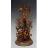 Taxidermy - a Victorian arrangement of birds including humming bird amongst grasses,