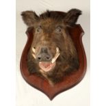 Taxidermy - a large wild boar's head, oak shield shaped mount, label to verso,