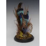 Taxidermy - a Victorian roller, with violet and pale blue plumage, mounted amongst mosses and ferns,