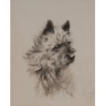 Arthur Wardle (1860-1949) Study of a Dog, Cairn Terrier signed, charcoal sketch, 28cm x 22.