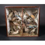 Taxidermy - a Victorian arrangement of British indigenous birds, including a jay,