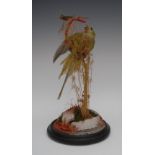 Taxidermy - a Victorian green parakeet, naturalistically mounted on a mossy branch amongst grasses,