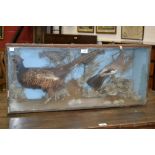 Taxidermy - a Jay, Pheasant and two Thrushes,