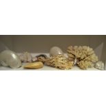 Conchology - Nautilus shells; conch shells; Coral; etc. (qty.