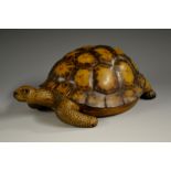 A Black Forest type musical model, carved as a tortoise, glass eyes, enclosing a clockwork movement,