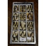 Natural History; A collection of fossil shark's teeth,