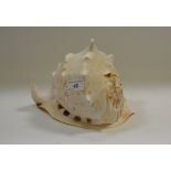 A large conch shell