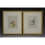 David Andrews A Pair, Juvenile Long-tailed Tit and Juvenile Robin signed, watercolour,