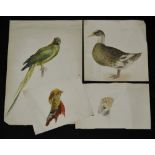 A folio of 19th century watercolours, Green parrot and other ornithological subjects,