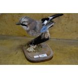 Taxidermy - a Jay