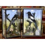 Taxidermy - a Victorian Magpie in naturalistic glass case;