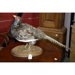 Taxidermy - a cock pheasant on oval base