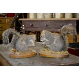 Taxidermy - two Grey Squirrels on shaped bases