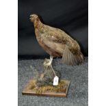 Taxidermy - Red Grouse on shaped wooden base