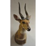 Taxidermy - Redunca Arundinum, African Reedbuck ,