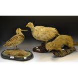 Taxidermy - a white Pheasant mounted on a naturalistic ground, plinth base,