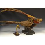 Taxidermy - a male and female Golden Pheasant on naturalistic ground;
