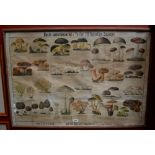 A framed print Hosts Naturhistoriski Tavler III Spieselige Svampe (Mushroom species)