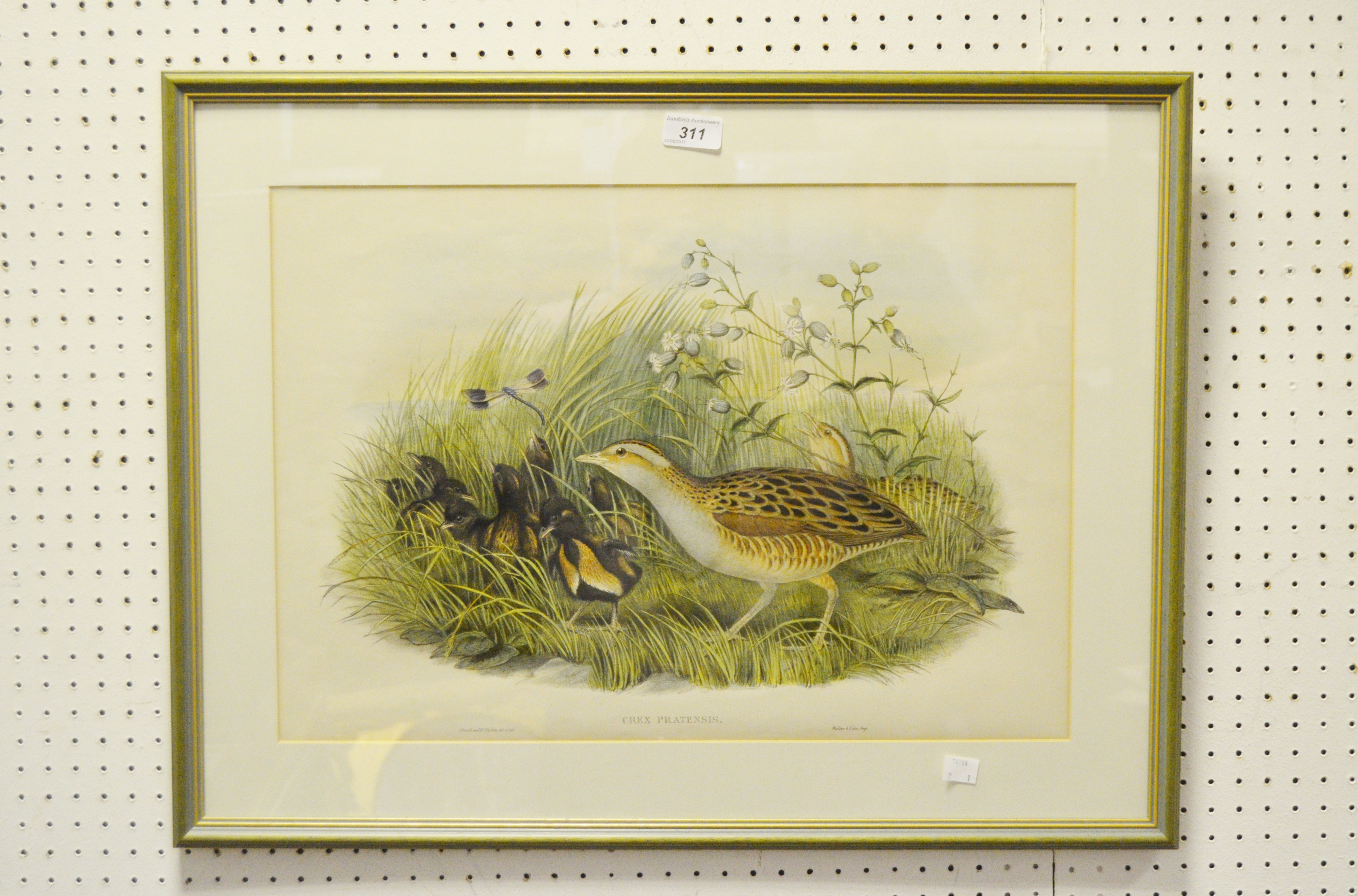 John Gould (1804-1881), after, Crex Pratensis, Linn, coloured lithograph,