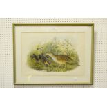 John Gould (1804-1881), after, Crex Pratensis, Linn, coloured lithograph,