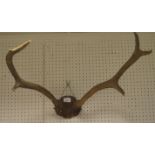 A six pointed set of antlers