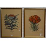 A pair of decorative botanical studies, Cinera cum flore and Lilium cruentum polyanthos,