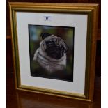 Kat Davies (contemporary) And Dream of Pugs monogrammed, signed and dated 2016 to verso,