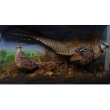 Taxidermy - Reeves's pheasant, cock and hen, amongst grasses,