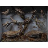 Taxidermy - an arrangement of British garden birds,.