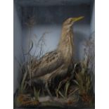 Taxidermy - a bittern, amongst grasses, 68cm x 50cm,