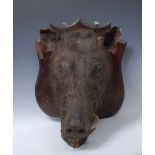 Taxidermy - a Victorian wild boar, 'Sus scrofa domesticus',