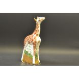 A Royal Crown Derby baby Giraffe paperweight (second)