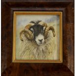 English School, 20th Century Ram's Head signed with monogram JS, watercolour, 75mm x 70mm,