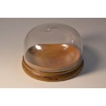 A 19th century naturalist's boxwood and glass specimen dome, turned base, 8.5cm diam, c.