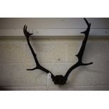 Taxidermy - a set of antlers, ten-pointers,