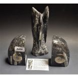 Fossils - an Orthoceas free form;