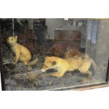 Taxidermy - a Victorian fox and fox cub, substantial stained display case c.