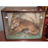 Taxidermy - a young fox eating the head of a rabbit (cased)